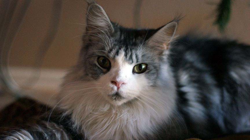 Storm the WonderCat--RIP. 
