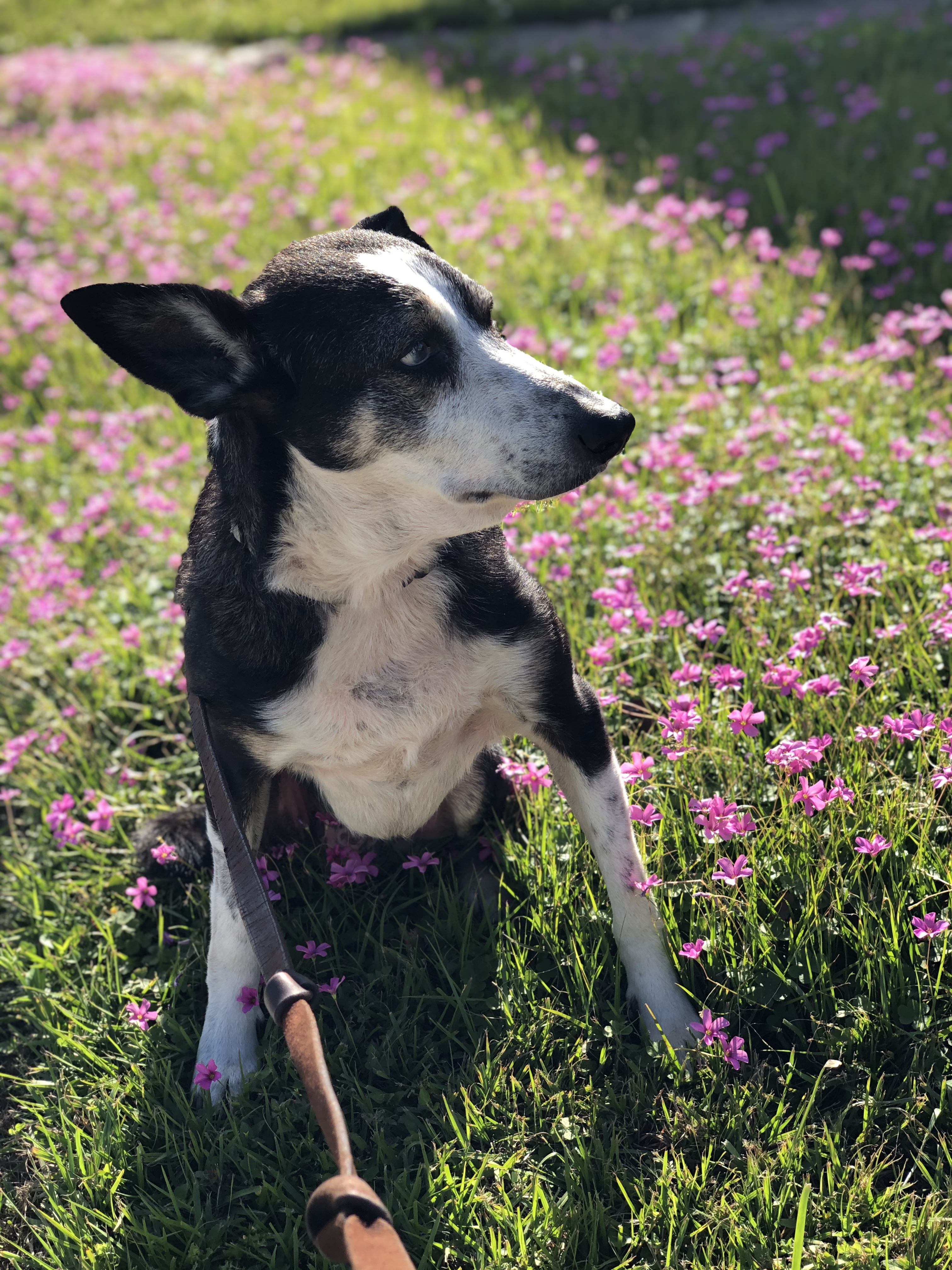 Doggo Ike-RIP